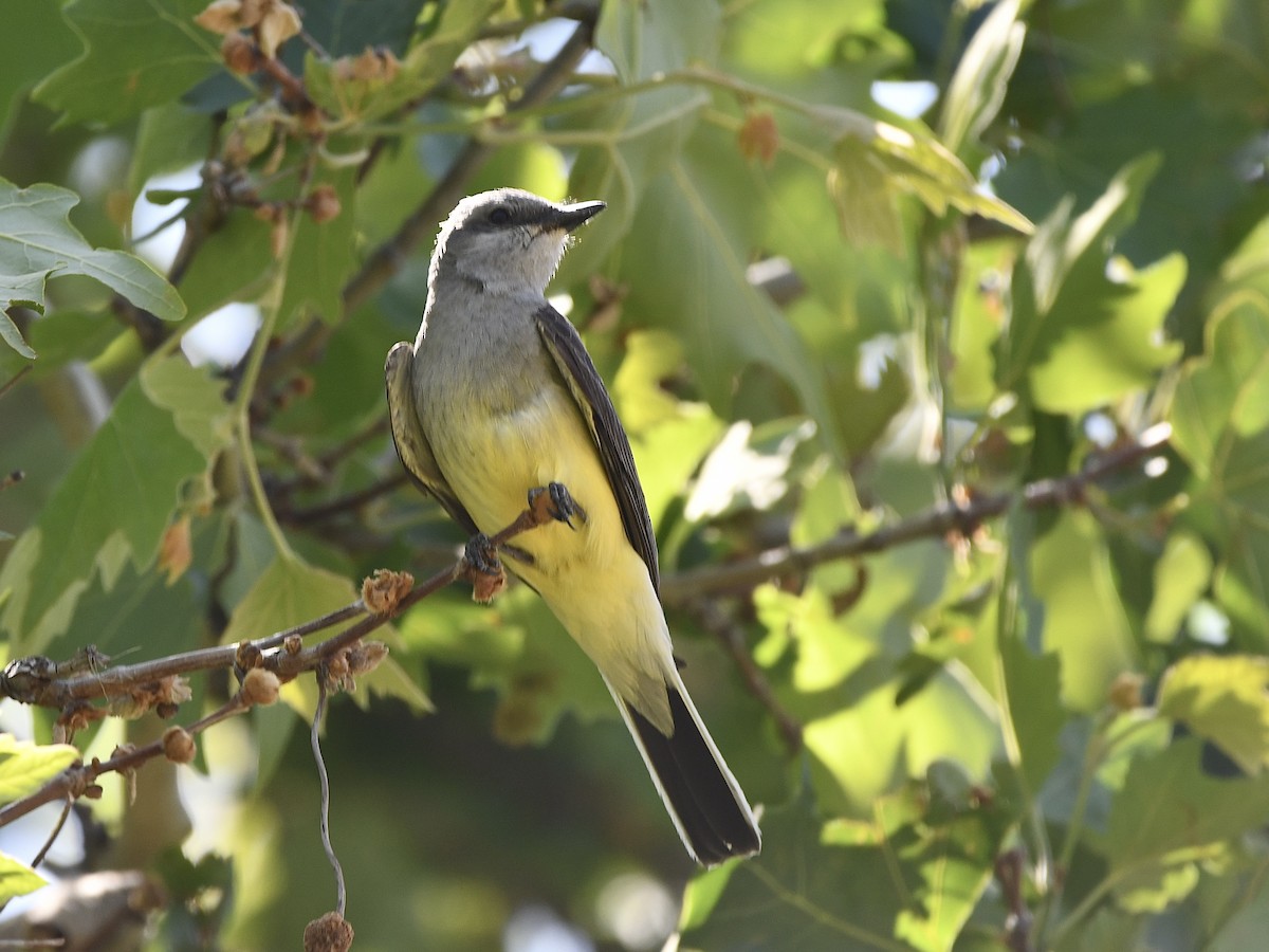 Western Kingbird - ML620648685