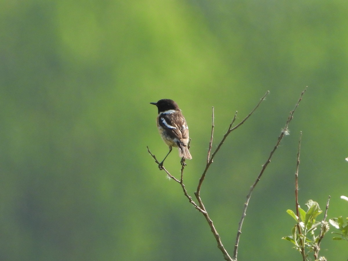 European Stonechat - ML620648686