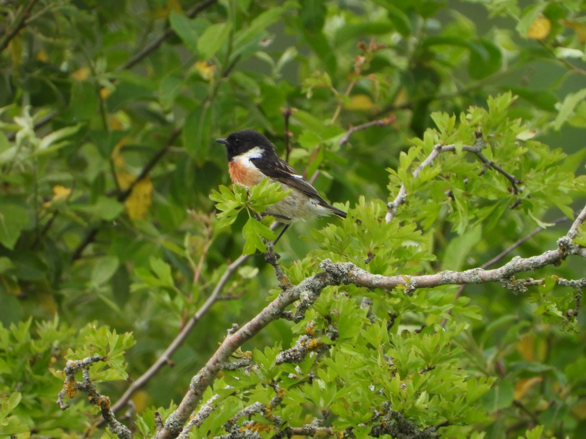 European Stonechat - ML620648688