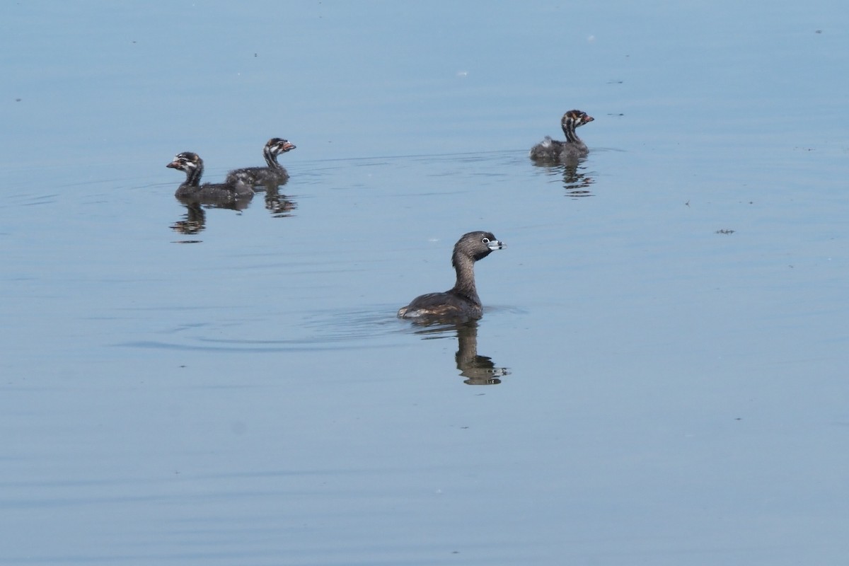 Pied-billed Grebe - ML620648689