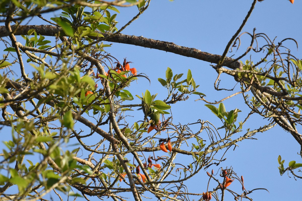 アカビタイメキシコインコ - ML620648690