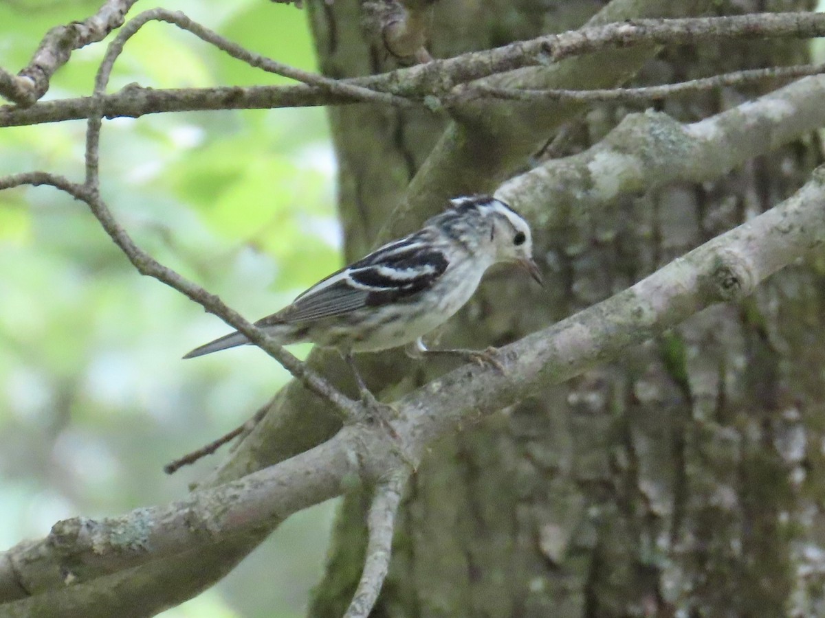 Black-and-white Warbler - ML620648691