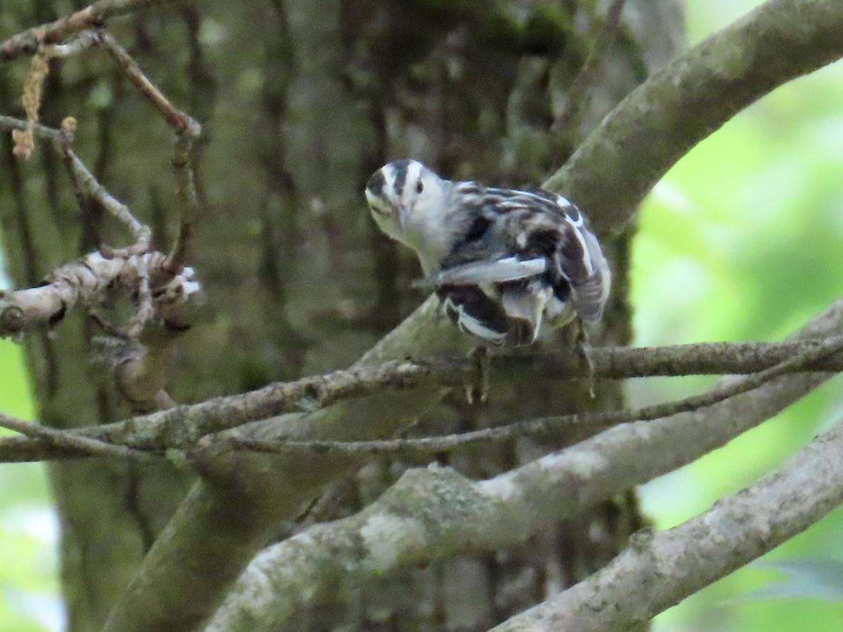 Black-and-white Warbler - ML620648692