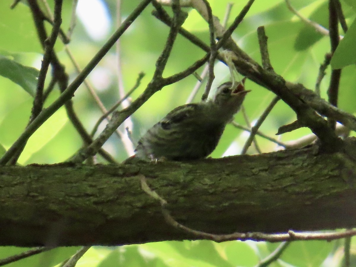 Black-and-white Warbler - ML620648693