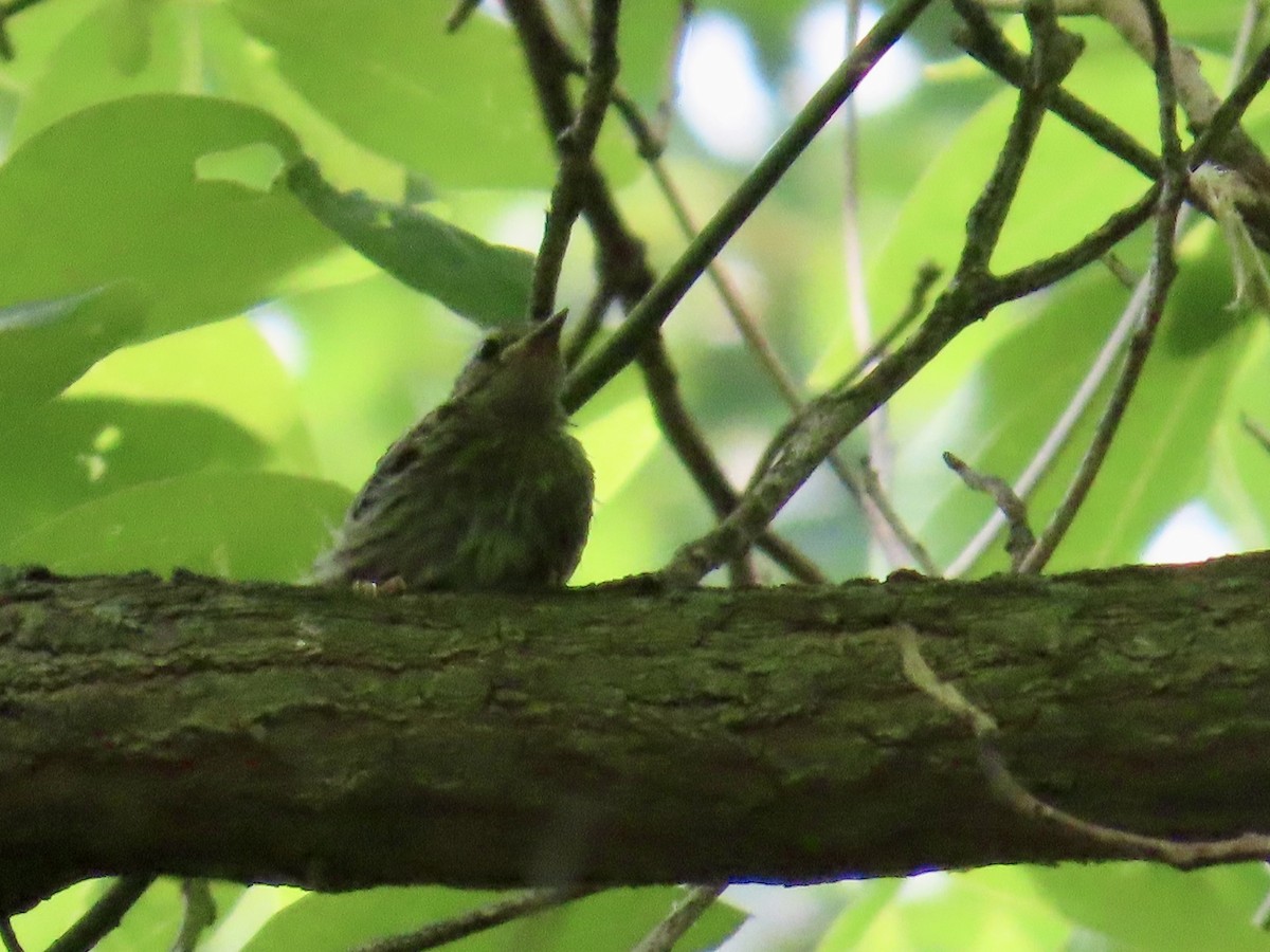 Black-and-white Warbler - ML620648694