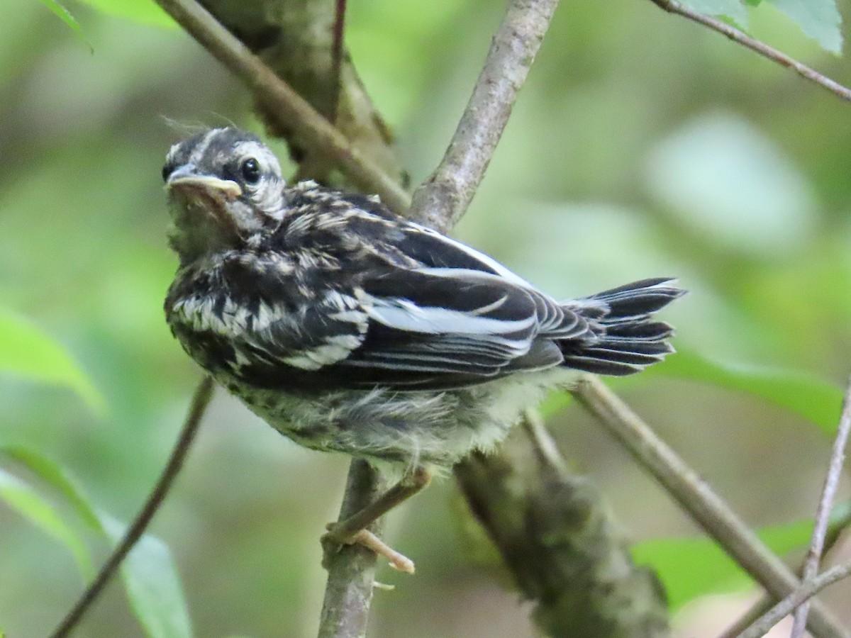 Black-and-white Warbler - ML620648695