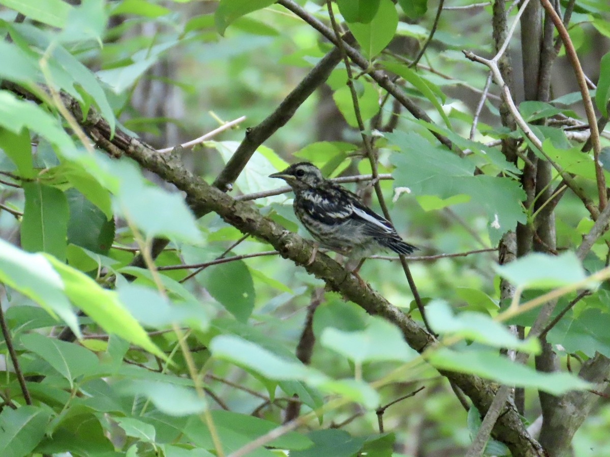 Black-and-white Warbler - ML620648696