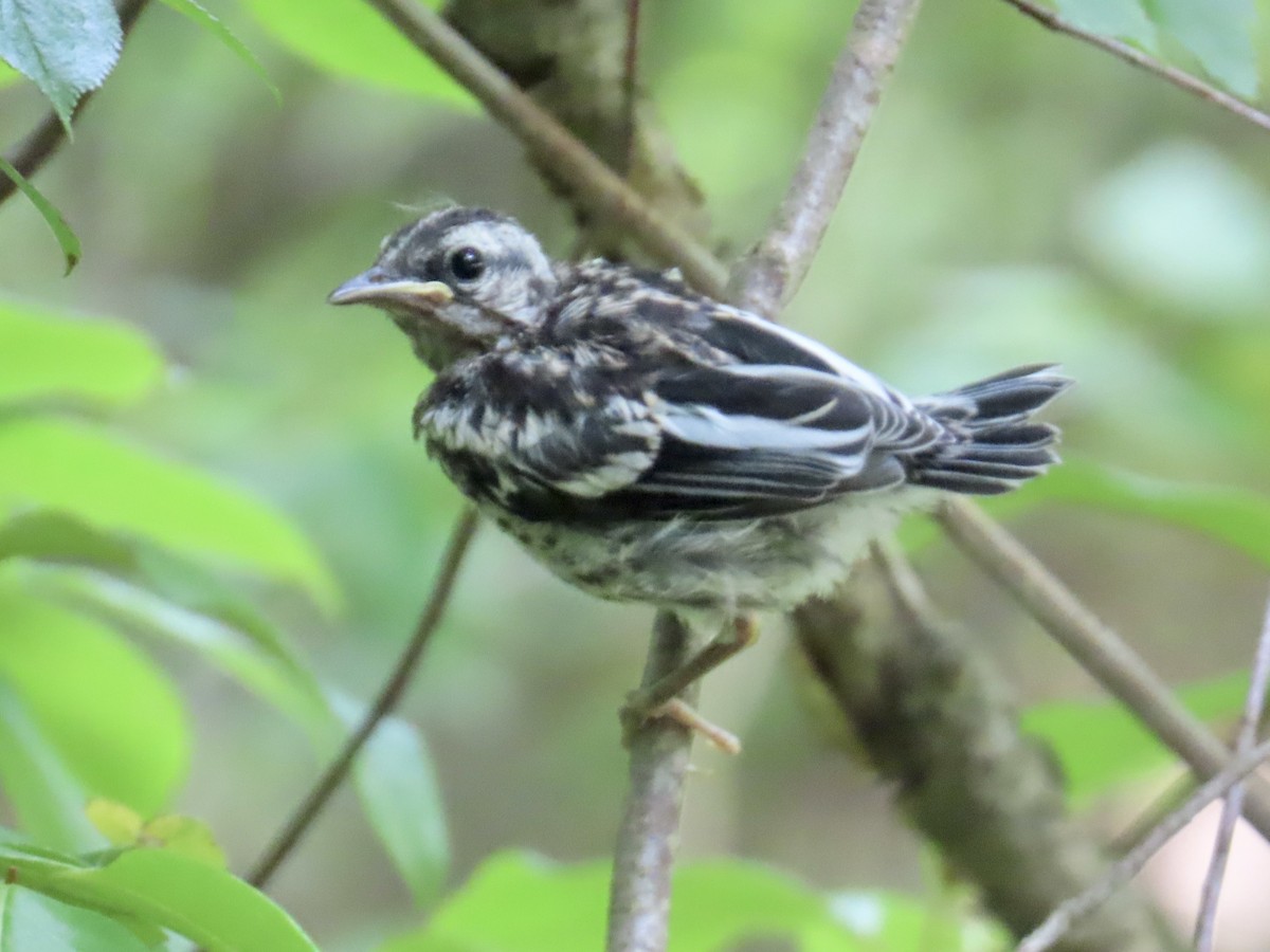 Black-and-white Warbler - ML620648697