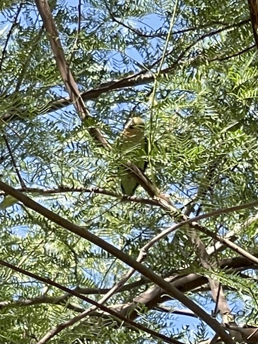 Rosy-faced Lovebird - ML620648701