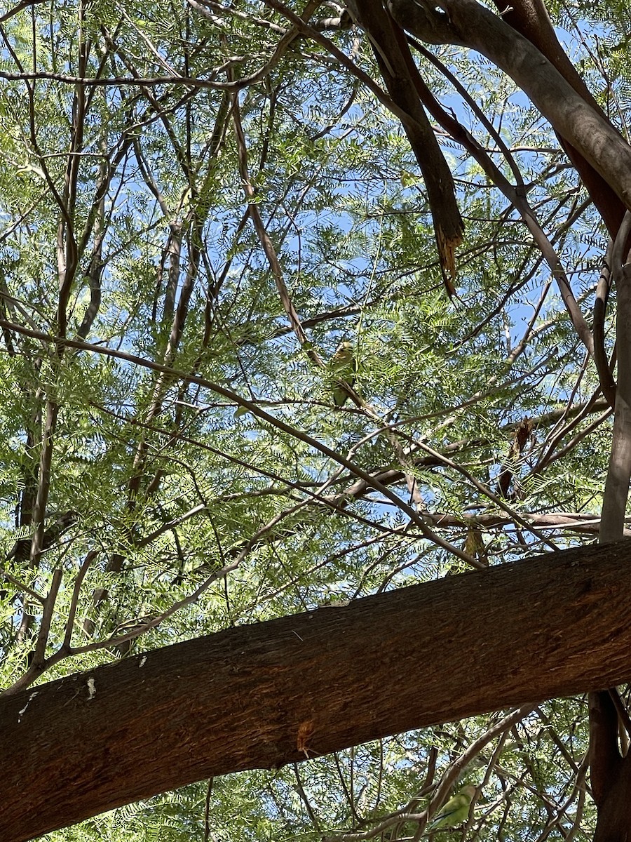 Rosy-faced Lovebird - ML620648702