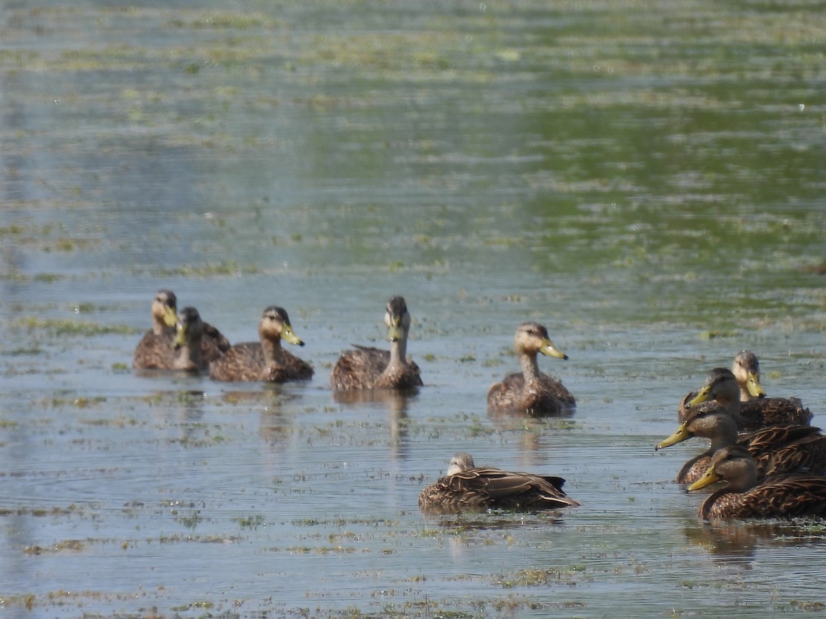 Mallard x Mottled Duck (hybrid) - ML620648703