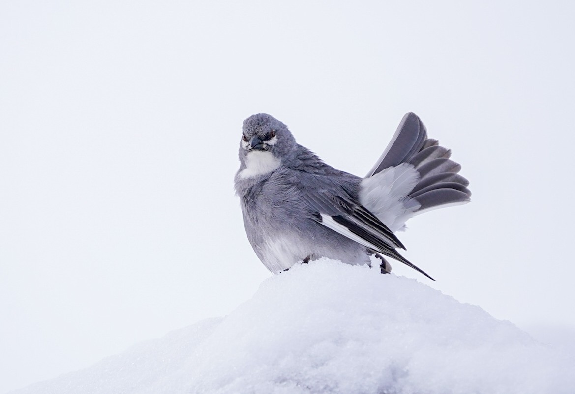 Glacier Finch - Sergio Jaque Bopp