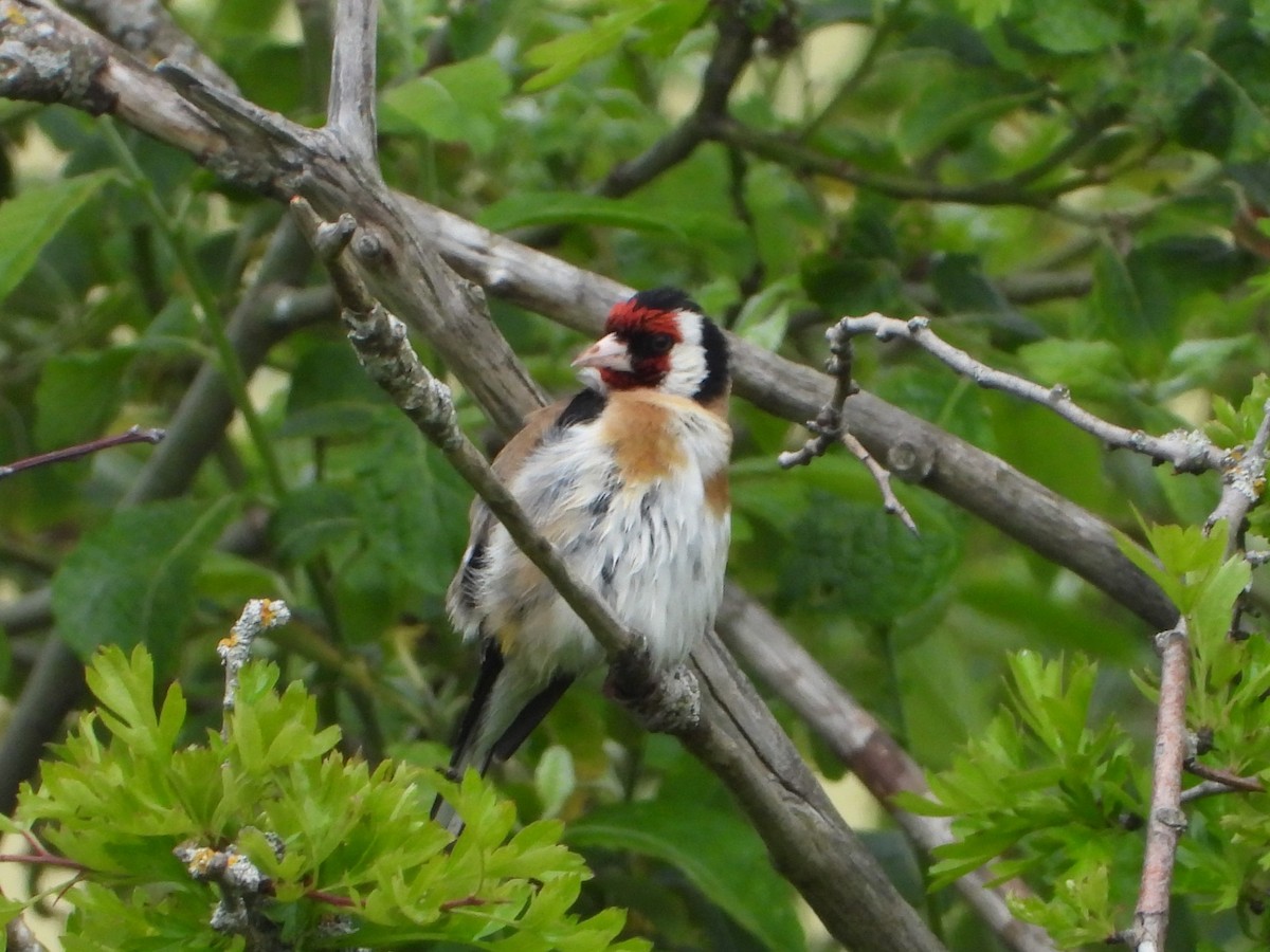 European Goldfinch - ML620648709