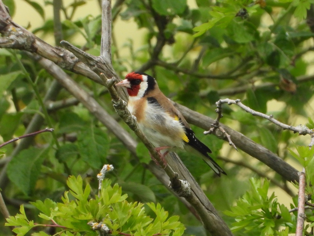 European Goldfinch - ML620648710