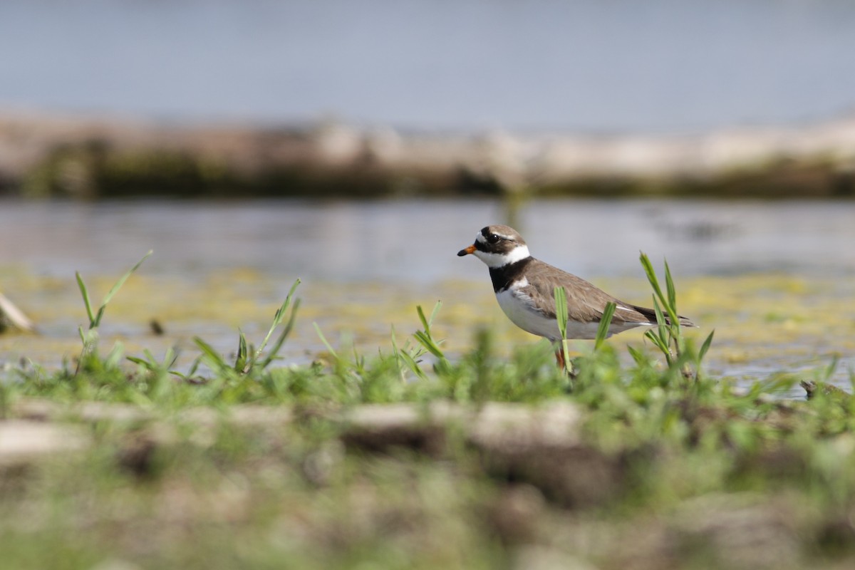 Common Ringed Plover - ML620648712