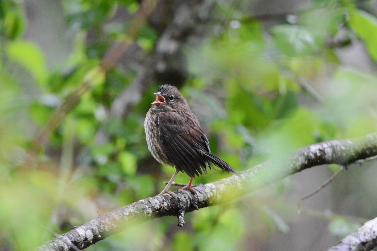 Song Sparrow - ML620648717