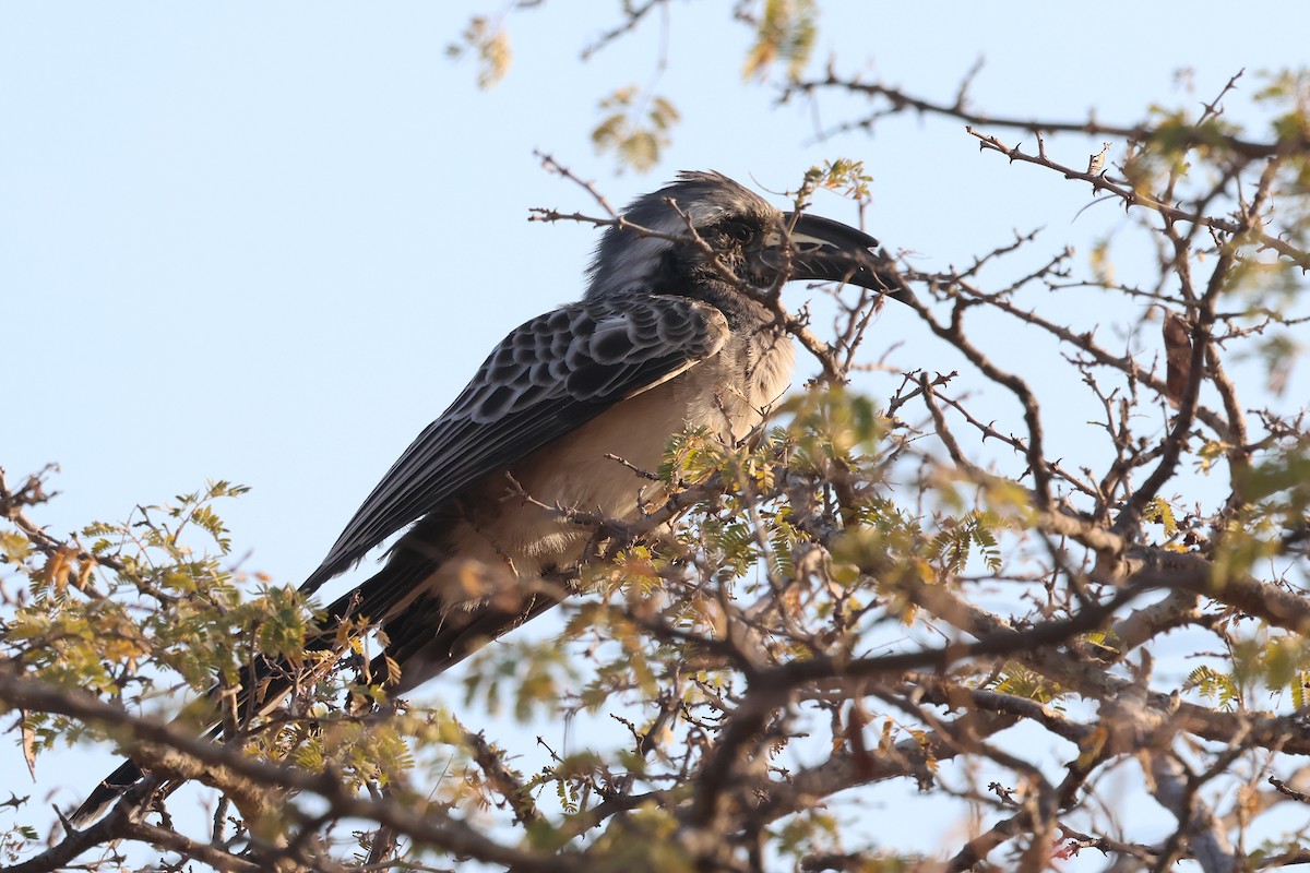 African Gray Hornbill - ML620648718