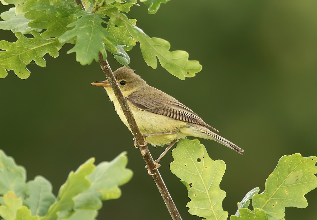 Melodious Warbler - ML620648729