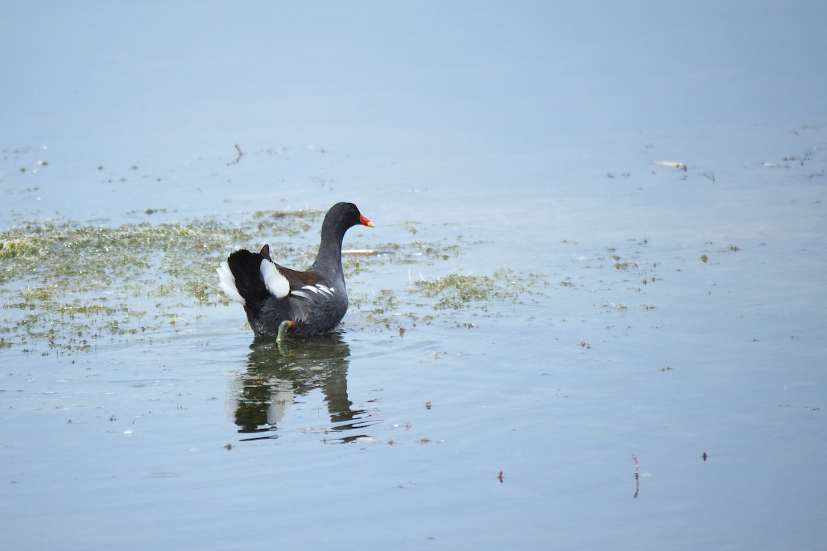 Common Gallinule - ML620648732