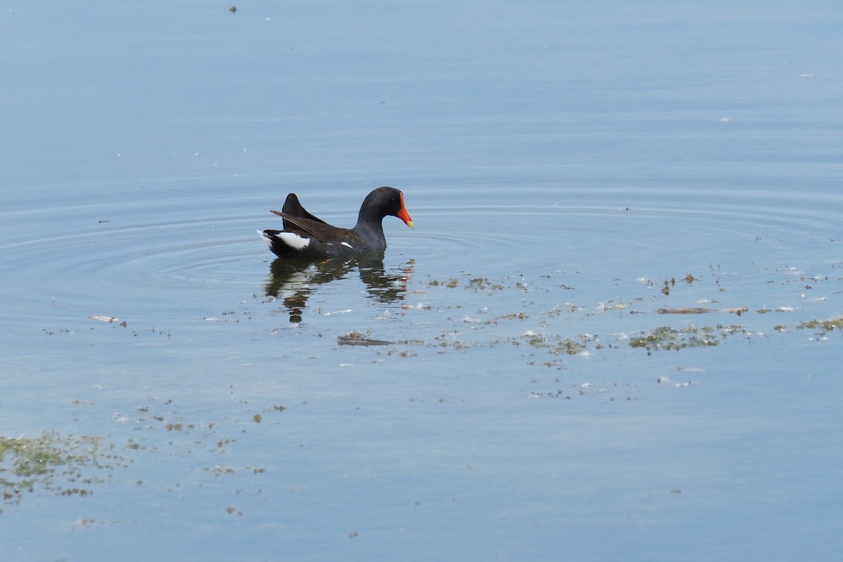 Common Gallinule - ML620648734