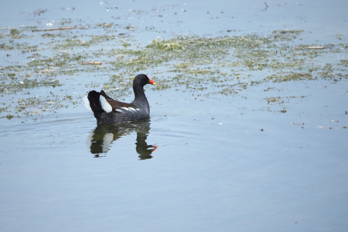 Common Gallinule - ML620648735