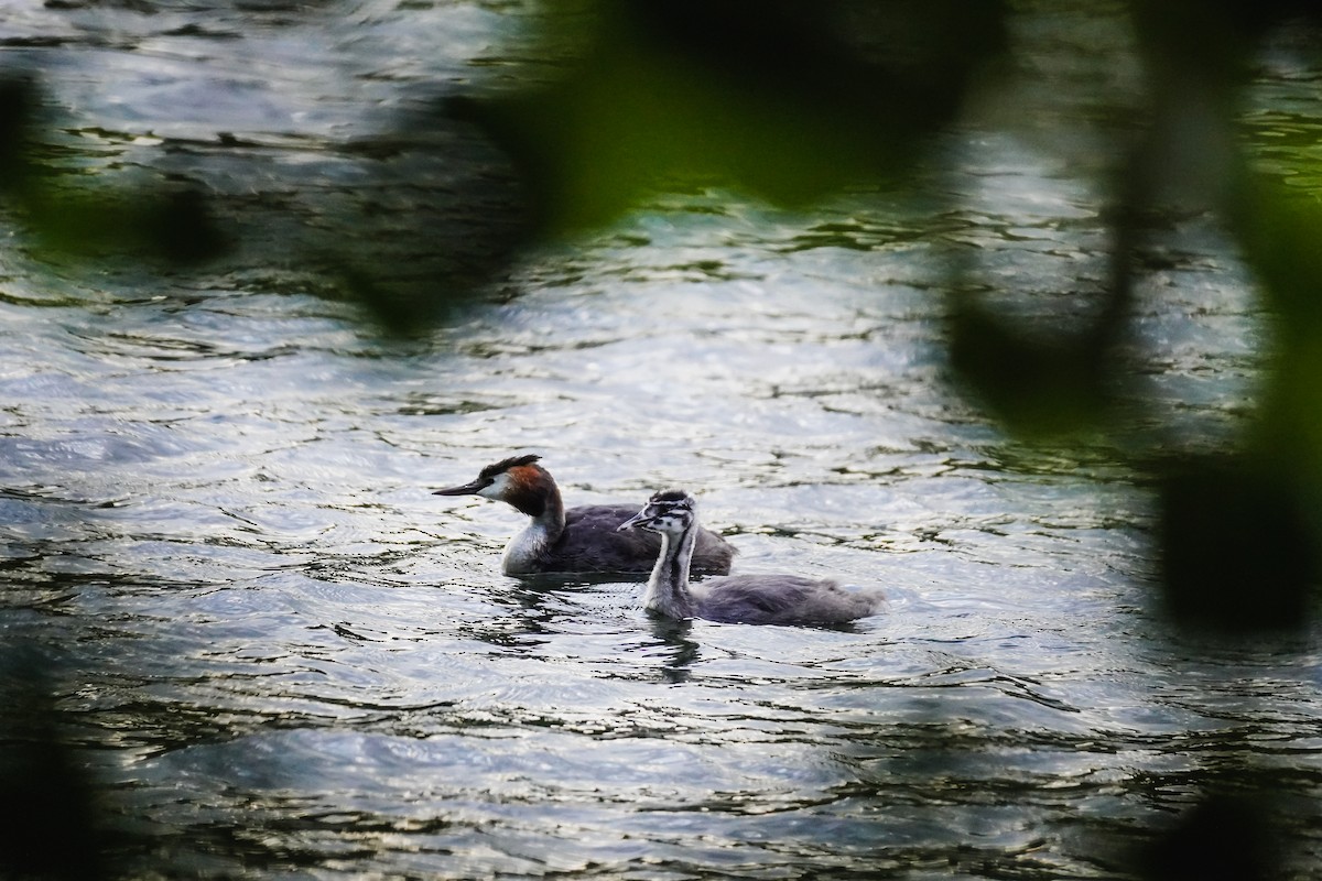 Great Crested Grebe - ML620648736