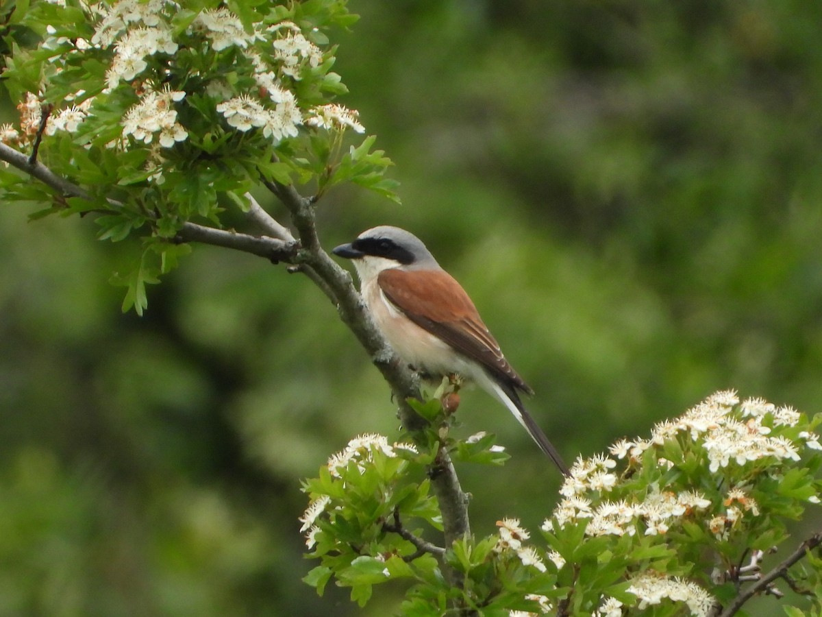 Red-backed Shrike - ML620648741