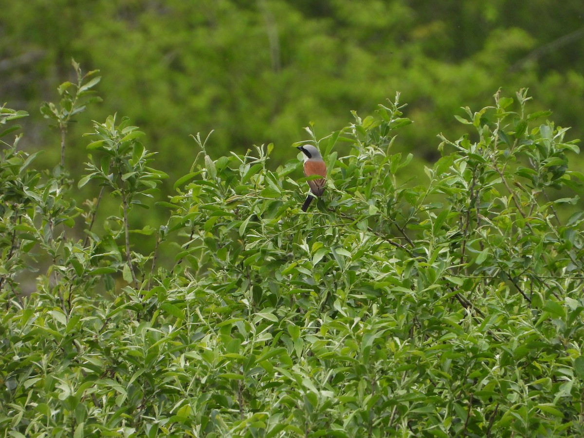 Red-backed Shrike - ML620648743