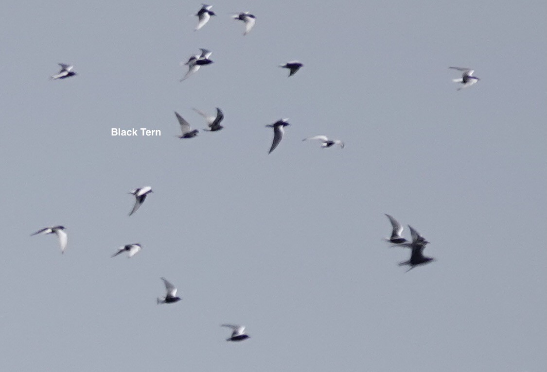 Black Tern (Eurasian) - ML620648752