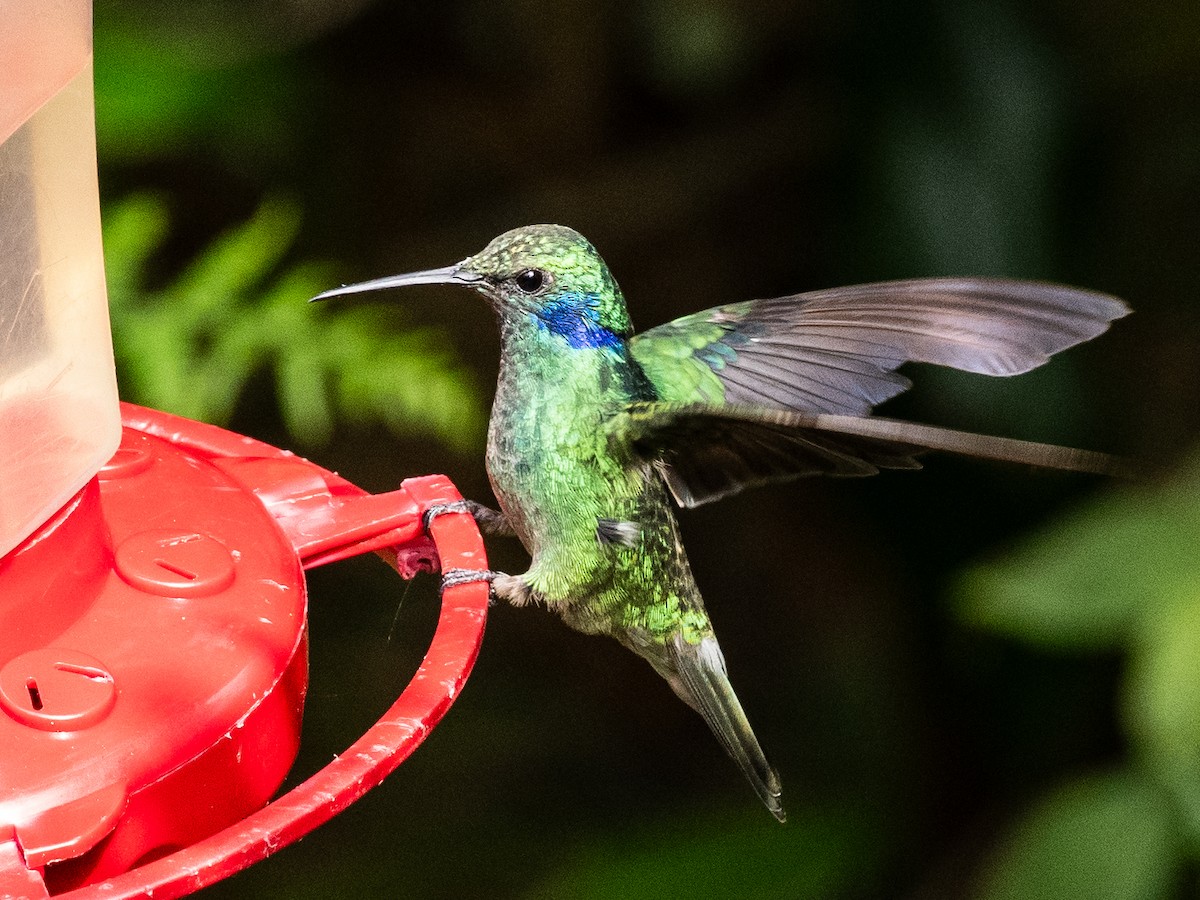 Colibrí Oreja Violeta Menor - ML620648755