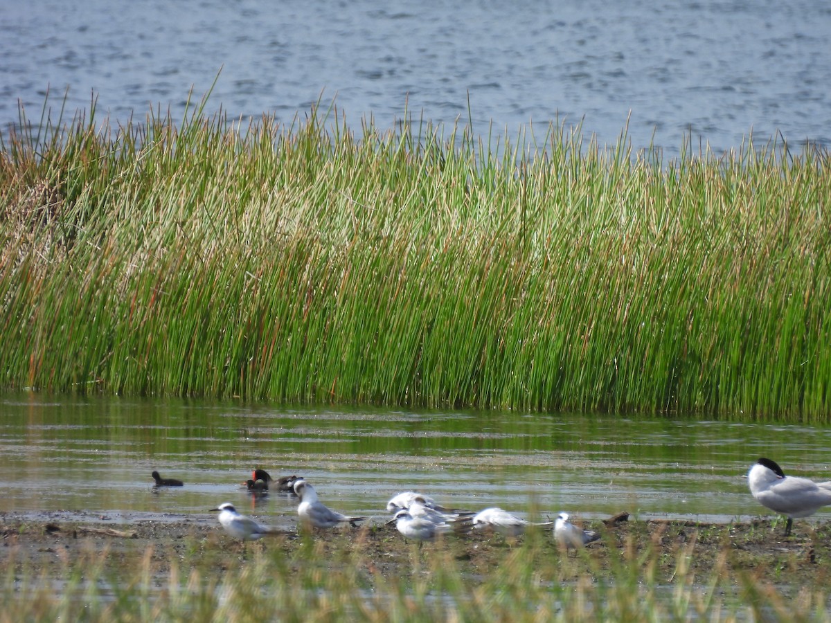 Gallinule d'Amérique - ML620648756