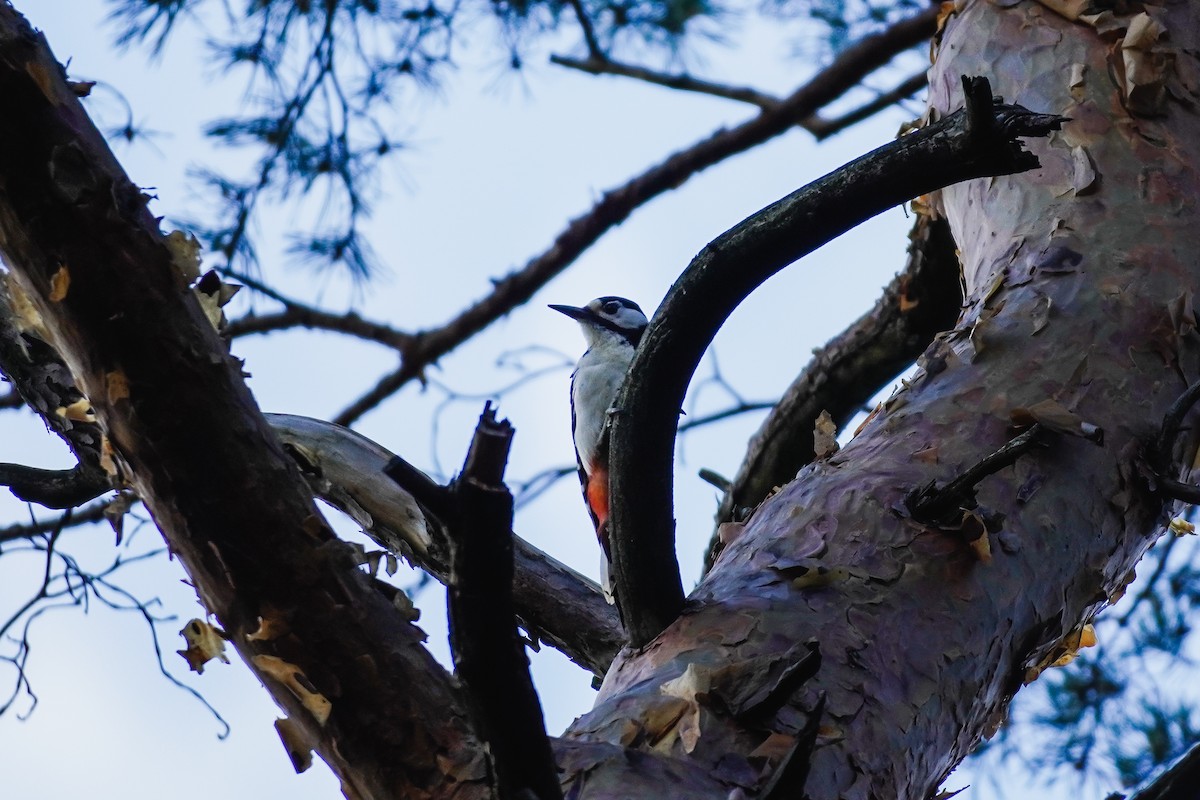 Great Spotted Woodpecker - ML620648757