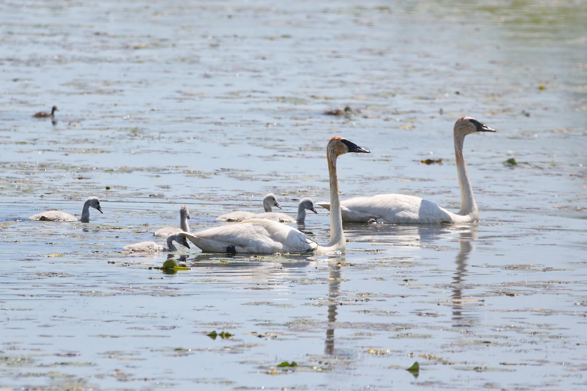 Trumpeter Swan - Melissa Ludwig