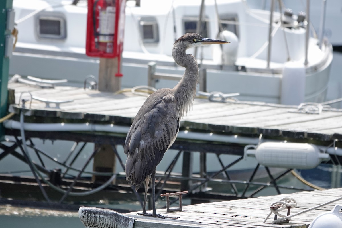 Great Blue Heron - mc coburn