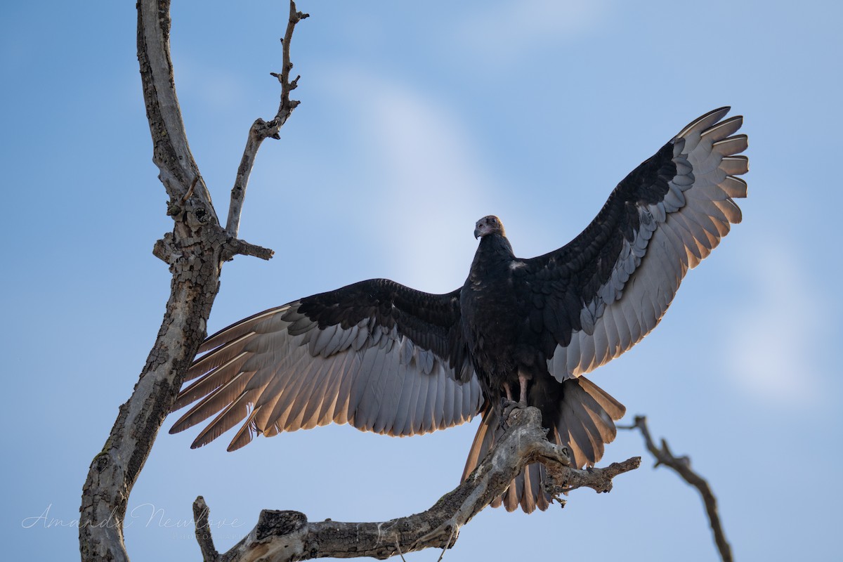 Turkey Vulture - ML620648762