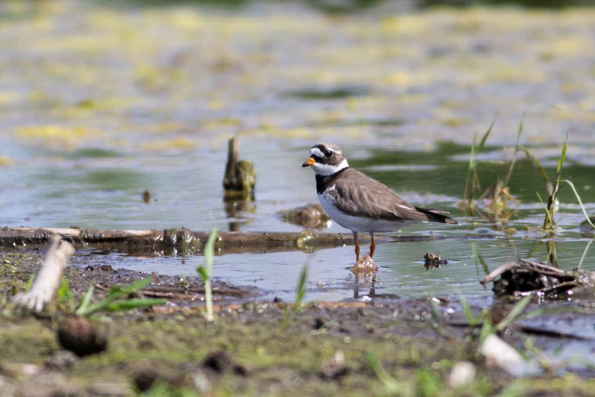 Common Ringed Plover - Wojciech Siuda