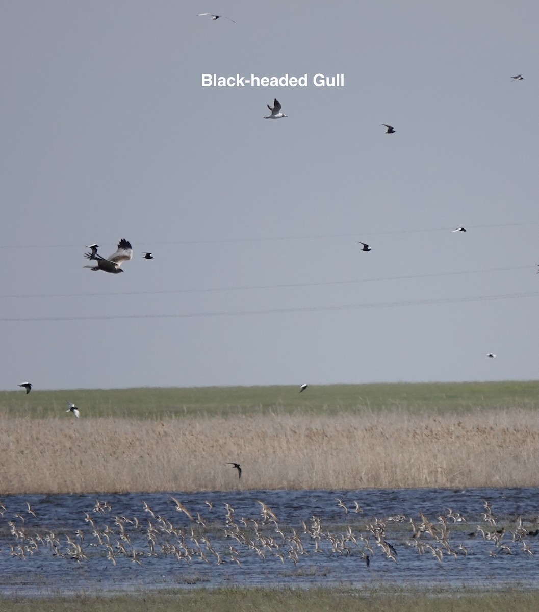 Black-headed Gull - ML620648765