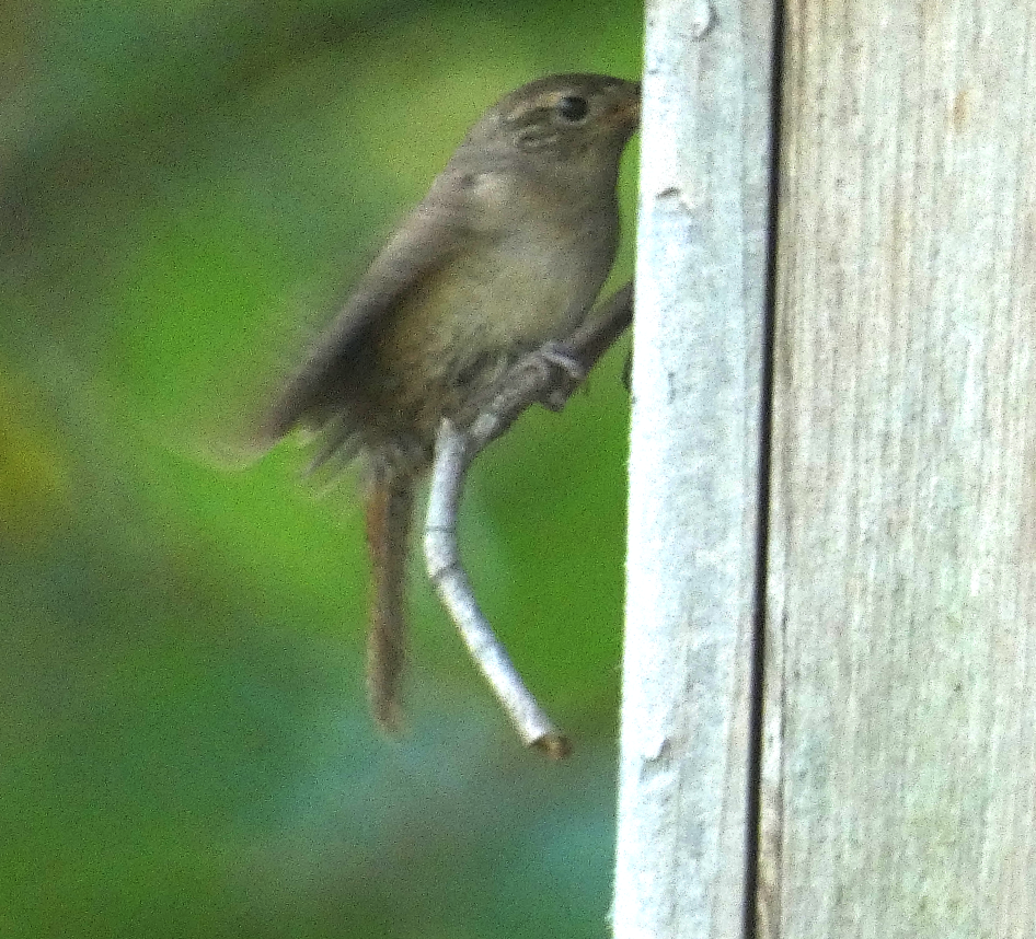 House Wren - ML620648768