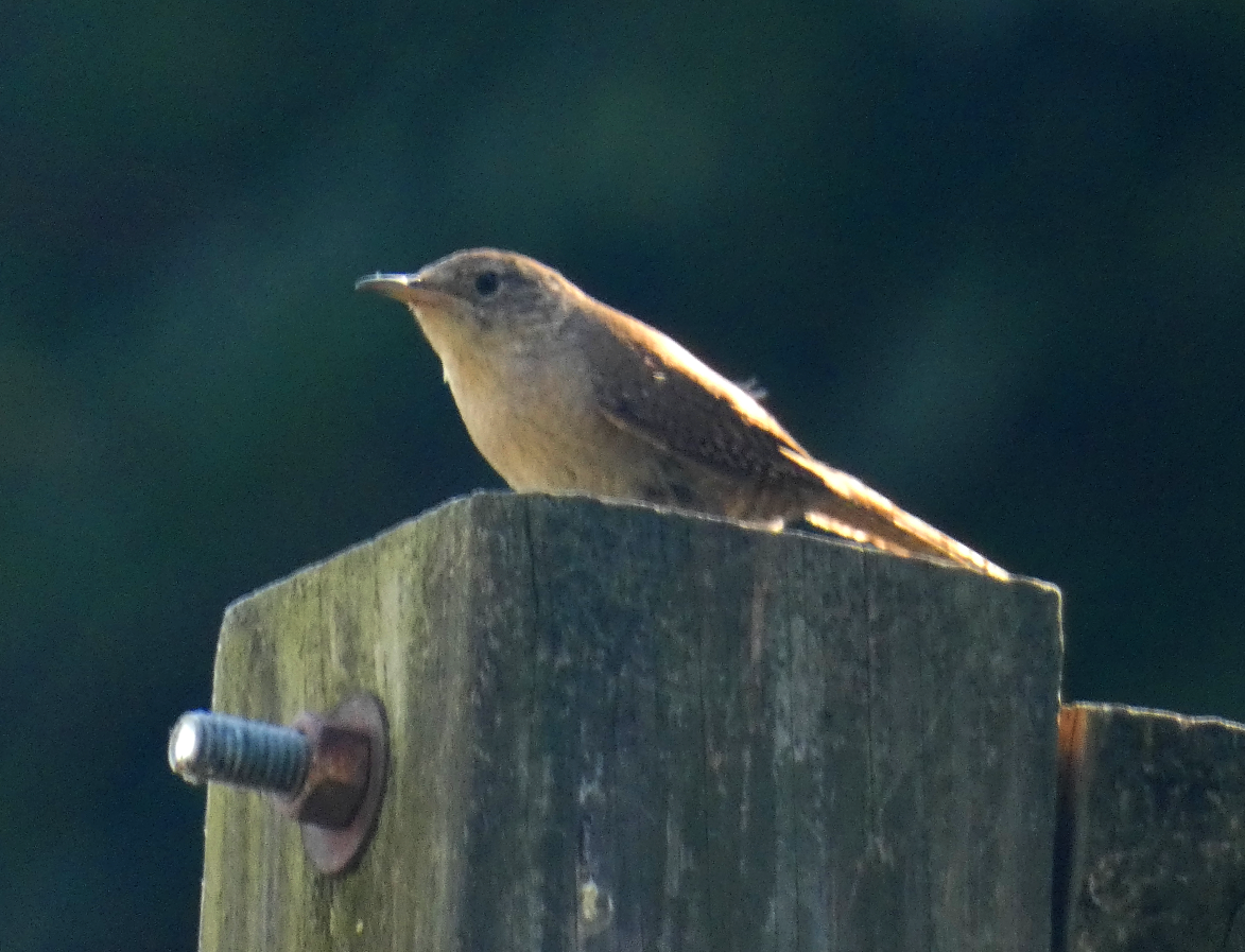 House Wren - ML620648769