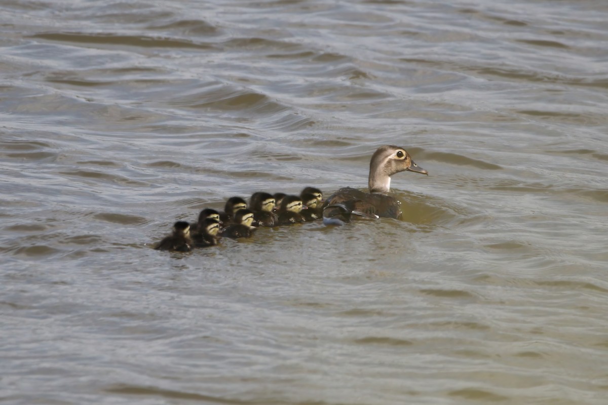 Wood Duck - ML620648770