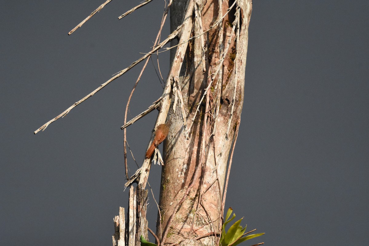 Cocoa Woodcreeper - ML620648771