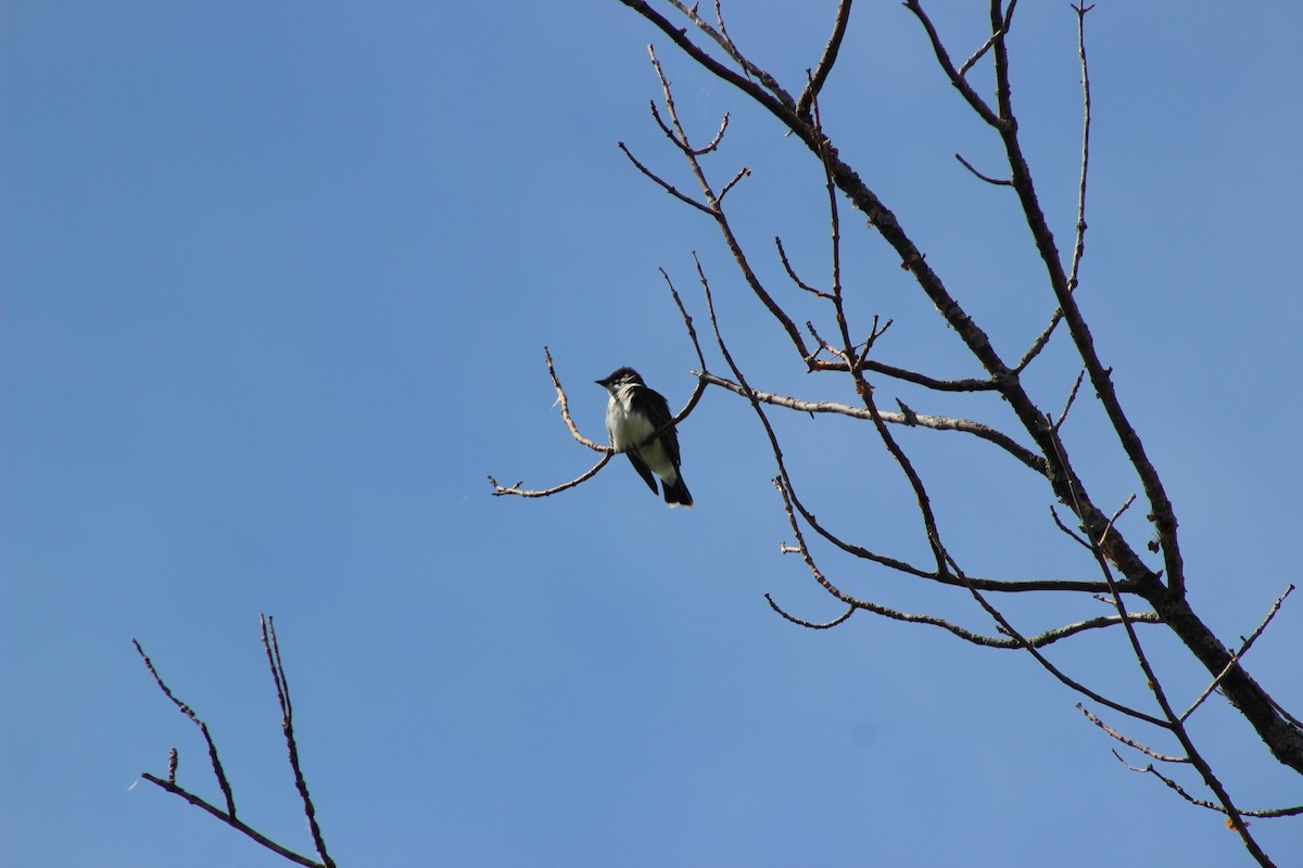 Eastern Kingbird - ML620648772