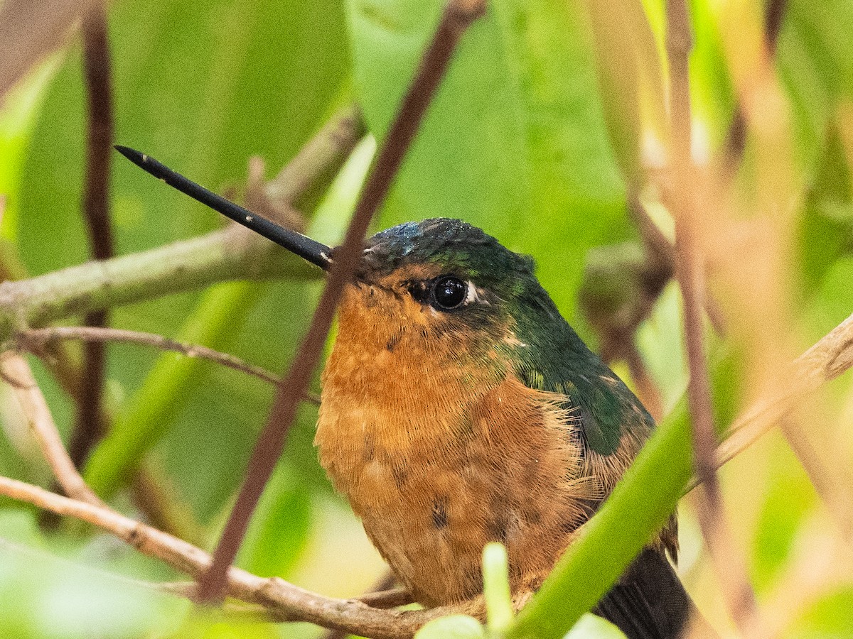 White-tailed Starfrontlet - ML620648773