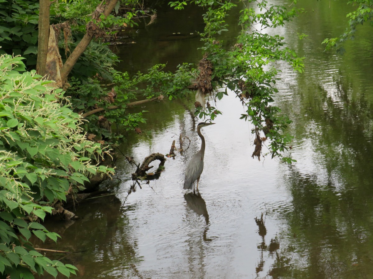 Great Blue Heron - ML620648775