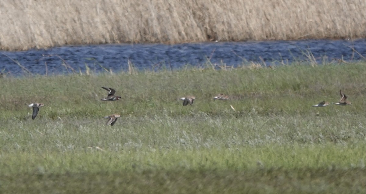 Little Stint - ML620648776