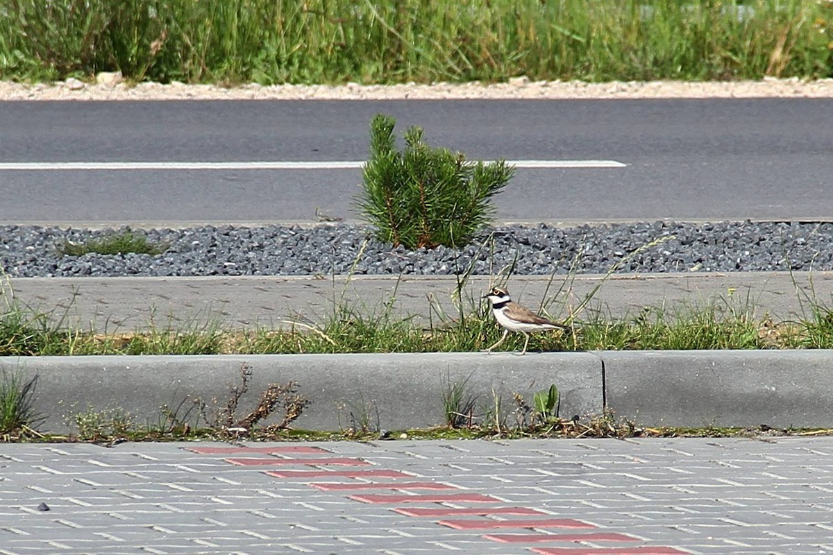 Little Ringed Plover - ML620648778