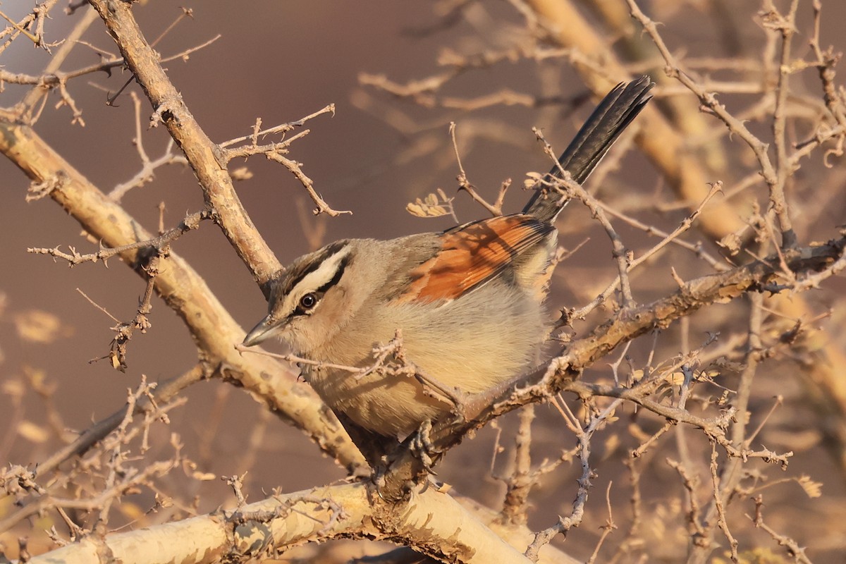 Chagra Coroniparda - ML620648779