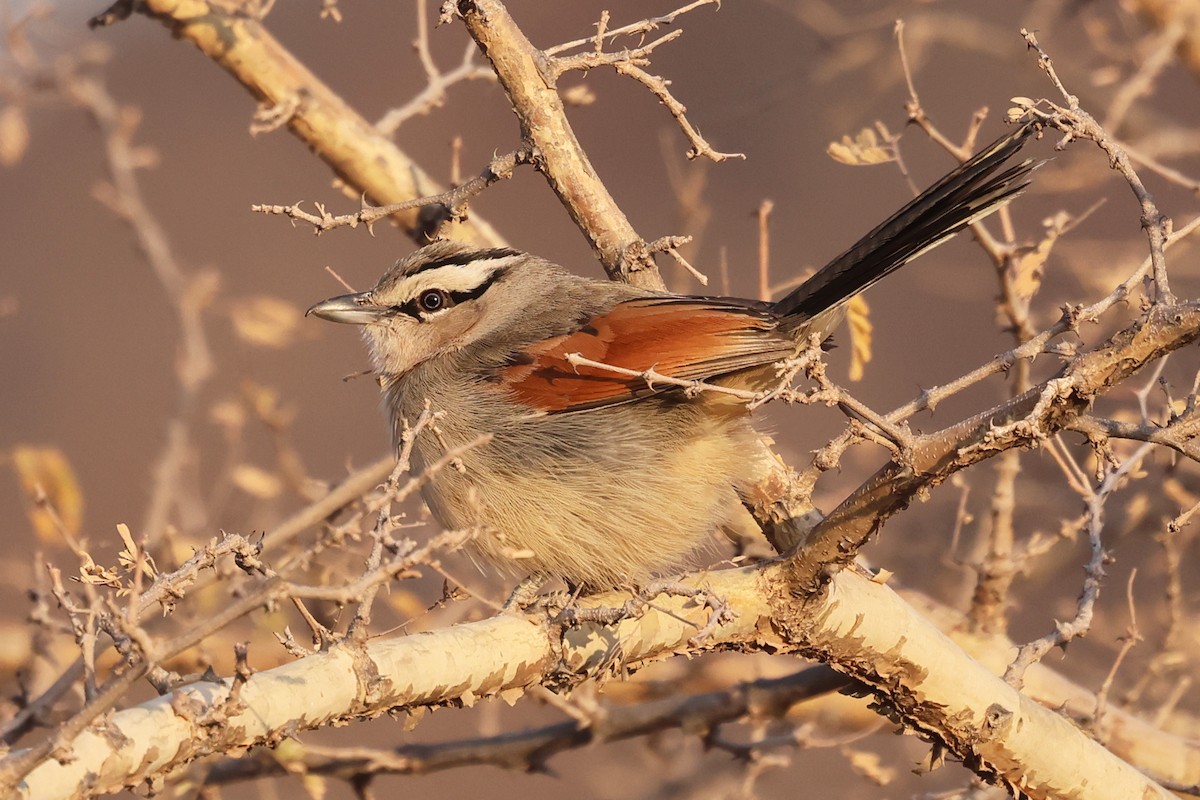 Brown-crowned Tchagra - ML620648780