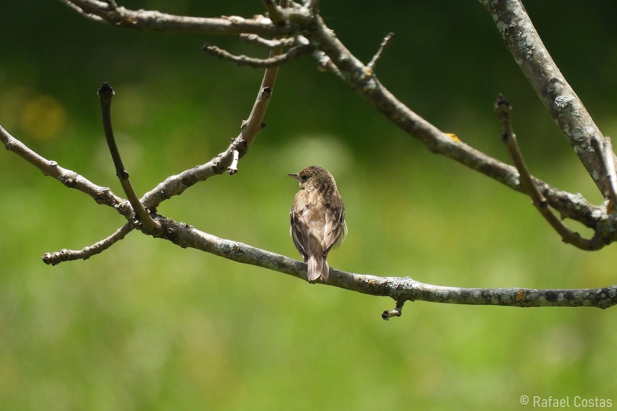 Tree Pipit - ML620648782