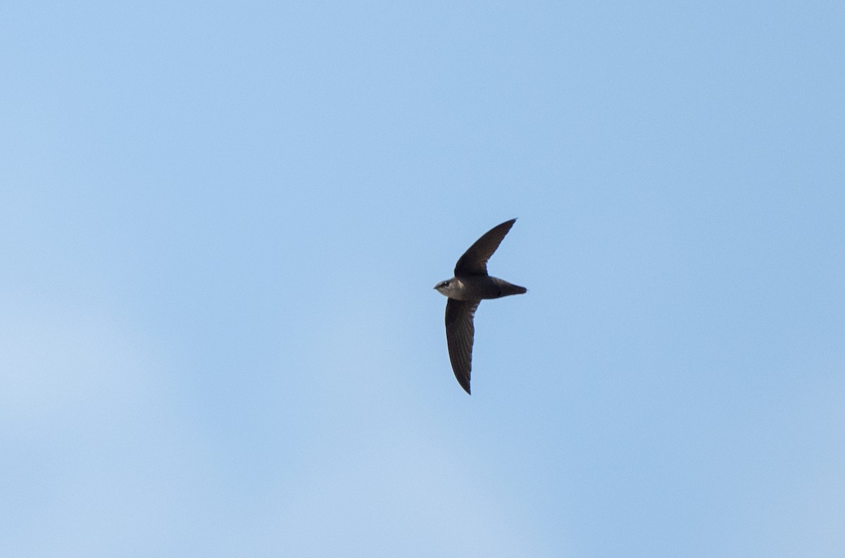 Chimney Swift - ML620648783